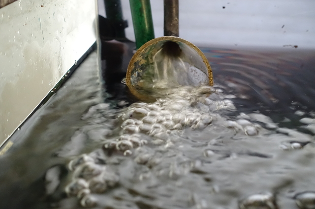 衝撃事実 ノン ヒーター水槽 できちゃうんです せな しゃのアクアリウム日記